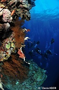 Antipathes dichotoma Corail noir Ambiance-St Johns Habili Ali-27m-20121023-Denis-ADER-DSC_2452_tn
